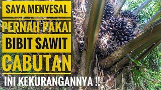 Perbandingan buah bibit sawit cabutan dengan bibit sawit Simalungun dari PPKS