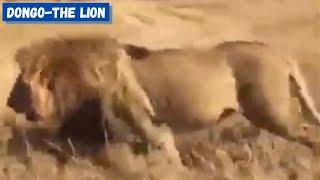 HUGE MALE LION  DONGO - The Lion  Descendant of The Notch Coalition