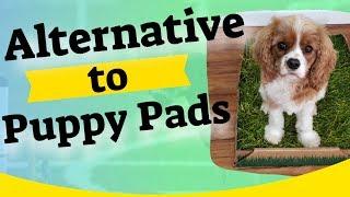 Alternative to Puppy Pads