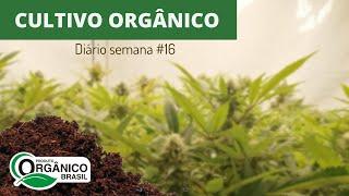 Cultivo Orgânico sem Fertilizantes e suas técnicas - Diári0 do J4rdineiro #32