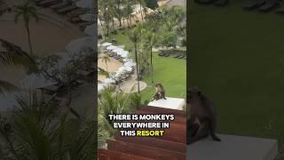 There is MONKEYS EVERYWHERE in this resort at Hilton Bali  #fyp #foryou #bali #indonesia