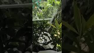 Aviary Mini menambah tanaman #aviarymini #shortsvideo #shortvideo