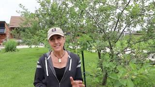 How to get rid of Japanese Beetles ORGANICALLY and save your garden fruit trees and rose bushes