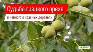 Спилил 20-тилетний грецкий орех