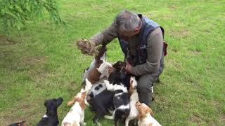 Grappe de 16 petits chiots keranlouan