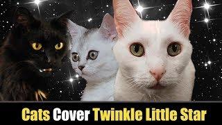 Twinkle Twinkle Little Star - Cats Version - Singing Cats