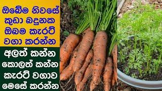 how to grow carrot in our home gardening an save our money.