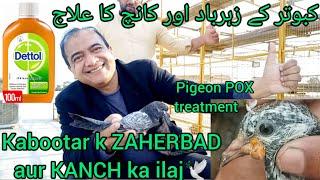 Kabootar k ZAHERBAD aur KANCH ka ilaj  Pigeon POX treatment  Pigeon POX medicine