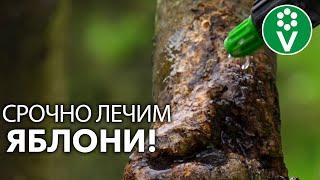 4 ПРОСТЫХ ШАГА ЛЕЧЕНИЯ ЯБЛОНИ – СРОЧНО спасаем сад от болезней и вредителей