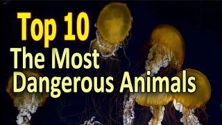 Top 10 The Most Dangerous Animals Crazy Facts About Animals life.