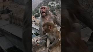 Quase fomos mordidos pelos macacos  vídeo completo no canal #mochilão #travelvlog #mochileiros