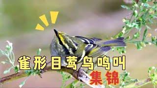 盘点25种雀形目莺鸟鸣叫，哪种最好听邀您鉴赏#奇趣自然