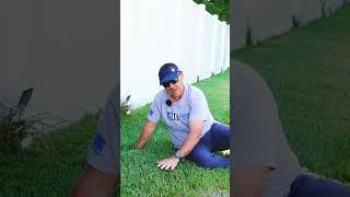 How to Water Bermuda and Fescue?