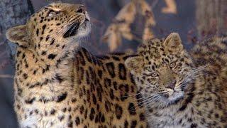 The Amur Leopard  Planet Earth  BBC Earth