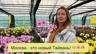 Едем смотреть орхидеи которые выращивают в Подмосковье