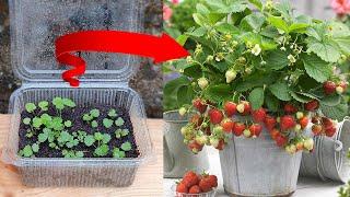 How To Grow Strawberries From Seeds  Easily grow strawberries from seeds at home