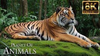 Planet of Animals 8K ULTRA HD  Beautiful Scenery Relaxing Movie With Soothing Music