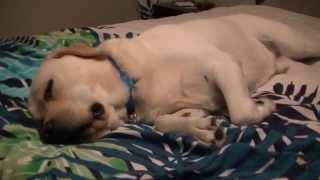 Labrador dog dreaming barking in sleep