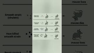 Griffith experiment #class12 #molecular_basis_of_inheritance #trending #neet #short#transformation