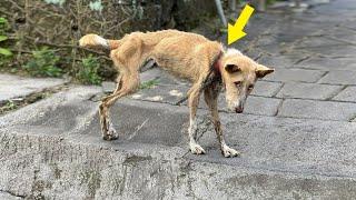 Fled into street begging for help cant breath or bark as a band imbedded into her neck since born