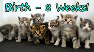 7 Kittens - From Birth to 8 Weeks