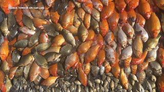 Alberta town battles goldfish invasion