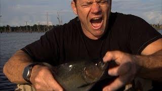 Bitten by a Black Piranha  Deadly 60  Series 3  BBC Earth