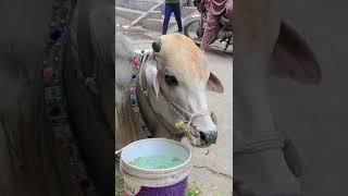 Funny video  pawe ki malish 