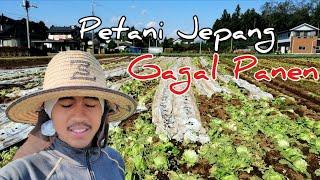 Petani Jepang Gagal Panen  Vlog Pertanian Jepang