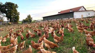 2.35 Billion Chickens Are Raised This Way By European Farmers - Chicken Farming