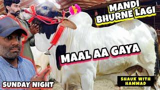 MANDI LOOT LI - NIGHT ME MANDI SASSTI - Cow Mandi 2024 - Bakra Mandi - Shahpur Kanjra Lahore Mandi