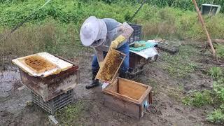 【真過癮】合并工产蜂群，用清水把工蜂喷湿，就能把2群蜜蜂合并在一起