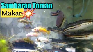 ️Sambaran Ikan Toman‼️Secepat kilat