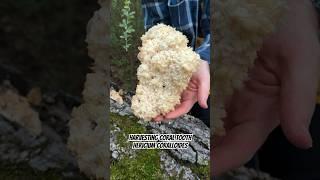 Harvesting Coral Tooth Fungus Hericium coralloides Delicioue Edible Mushroom in Napa CA