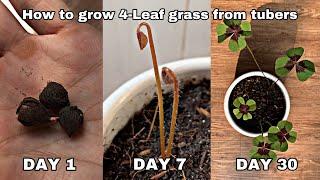 How To Grow Four Leaf Grass From Tubers - Lucky Four Leaf Grass