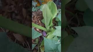 I dont know what this is growing in my sweet potatoes  Do you know what this beauty is? #garden