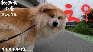 【犬 かわいい】【大型犬】【akita inu -秋田犬】【秋田 犬】