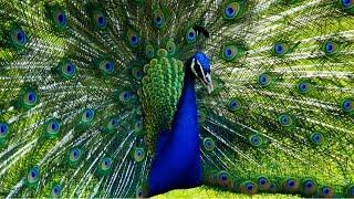 Blauer Pfau  Indian Peacock HD 1080p