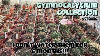 Gymnocalycium Collection Cactus Plant Complete Tour 2020  Oct. 1  No watering for 6 months