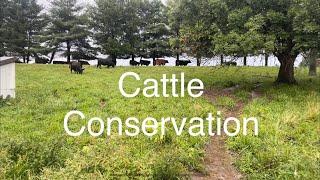 Cattle conservation