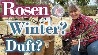 Rosen in TÖPFEN - winterhart  Welcher Hochstamm Bodendecker Strauchrose Kletterrose eignet sich?