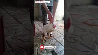Lady slaughter chicken educational video