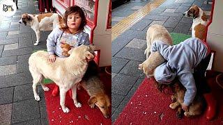 Little Girl Comforts Homeless Dogs After Being Abandoned