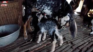 Amazing Mummy & Daughter Assists Mother Goat Feeds Baby Goat - Goat Farming In My Village