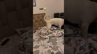 Funny animal videos  Funny dog videos  Tiktok  Funny dog #shorts