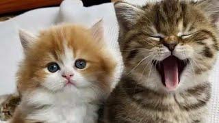 Cute baby cat funny video Try not to laugh challenge 