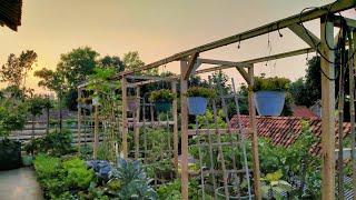 petik kecipir ungu terong lalap leuncaseladabayam malabar & berazil di #minigardenrooftop