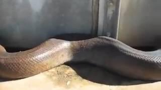 Large Snake bites camera man prank