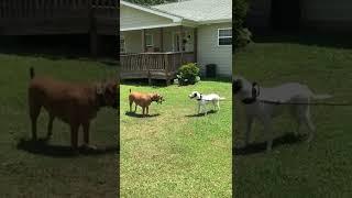 Funny Dog Video