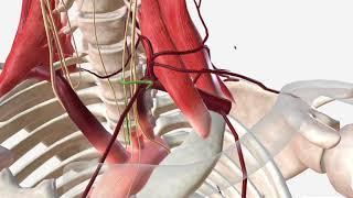 Subclavian Artery - Anatomy Branches & Relations